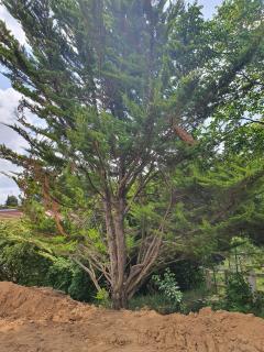 Location : broyeur a vegetaux Location : broyeur a vegetaux