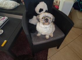 Service : chien Service : chien