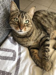 Demander ce catsitter