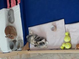 Service : garde lapin Service : garde lapin