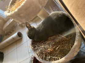 Service : garde animaux Service : garde animaux