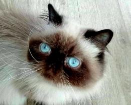 Service : chat Service : chat