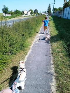 Service chien entre particuliers