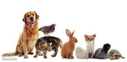 Service garde animaux entre particuliers