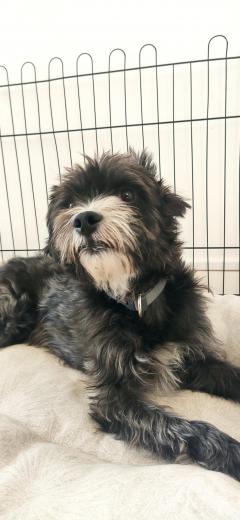 Service : chien Service : chien