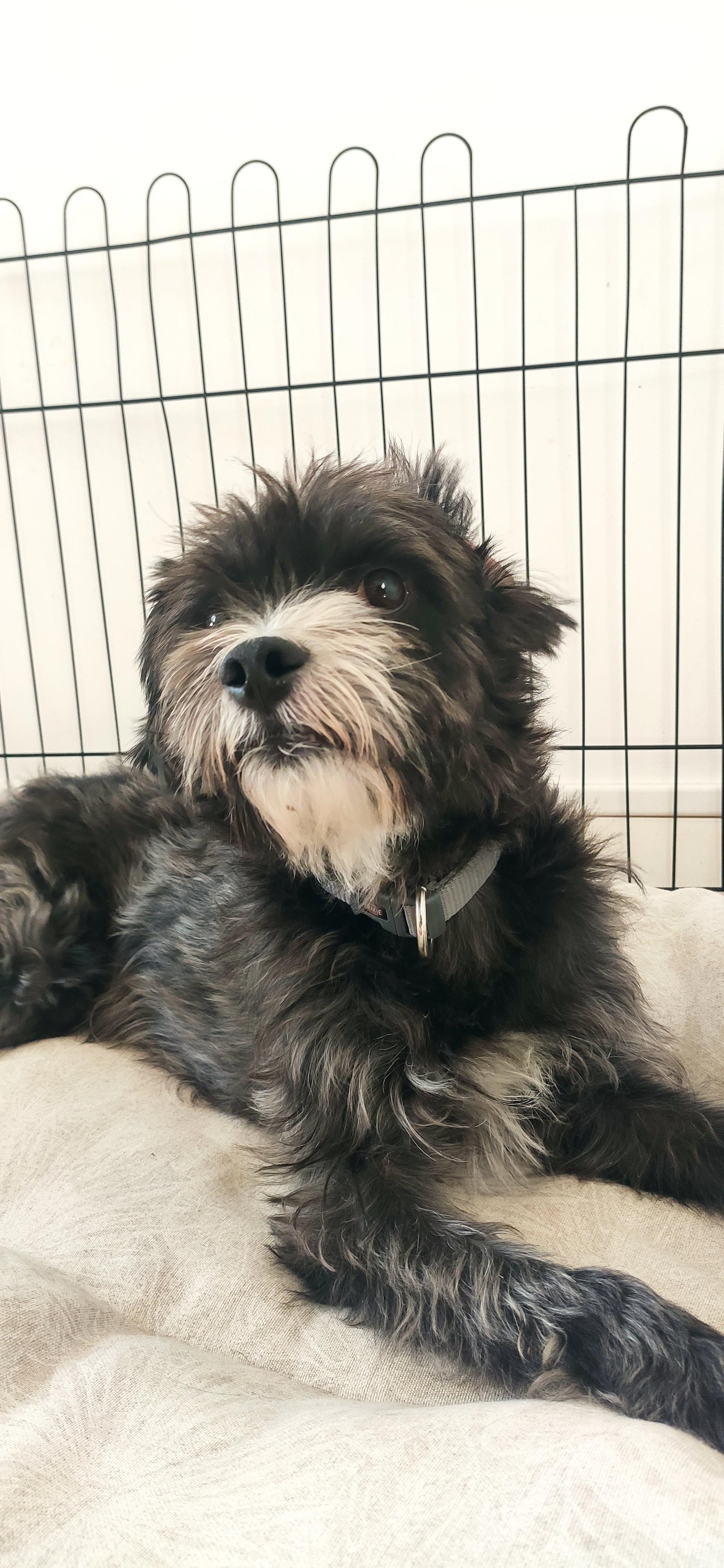 Service chien 94 entre particuliers