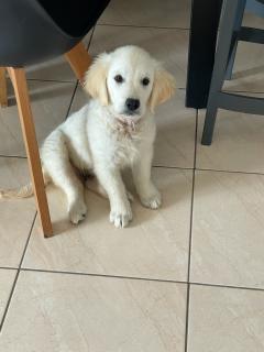 Demander ce petsitter