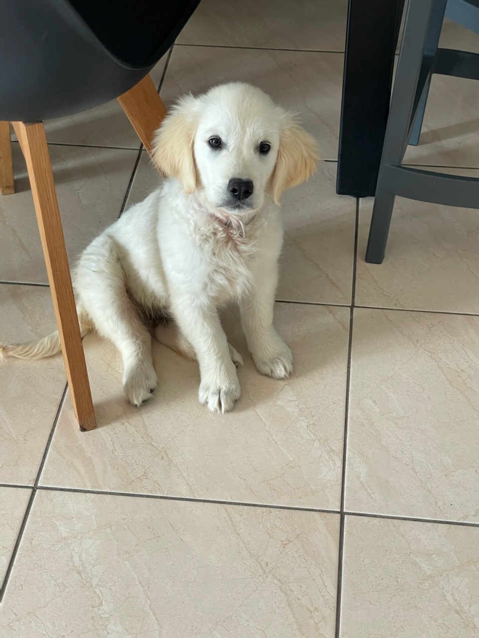 Service chien 11 entre particuliers