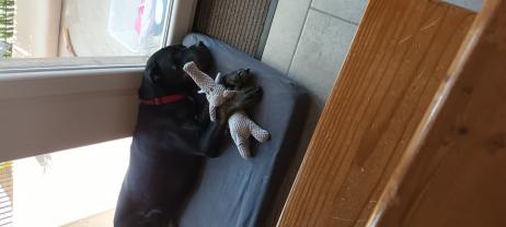 Service : chien Service : chien