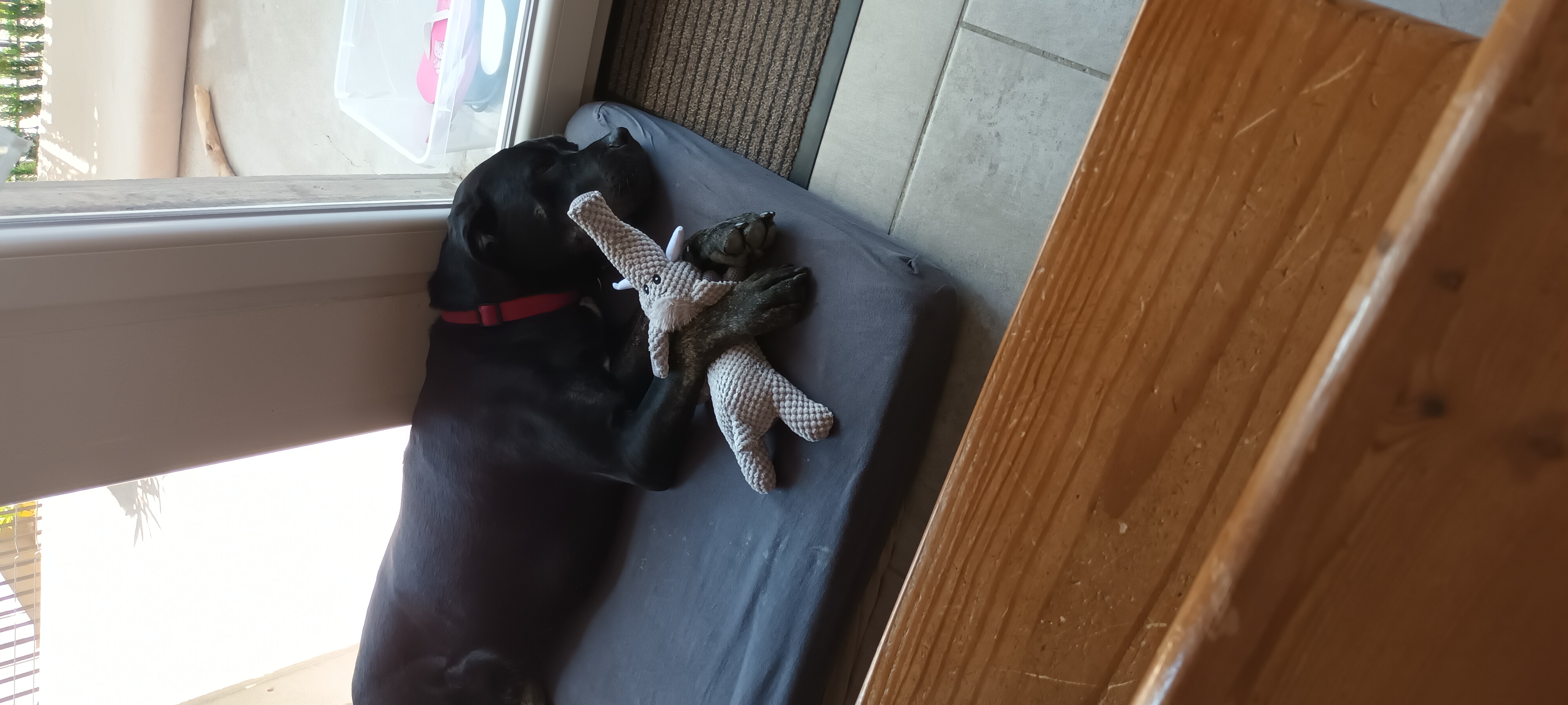 Service chien 54 entre particuliers