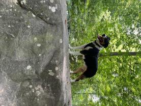 Service : chien Service : chien