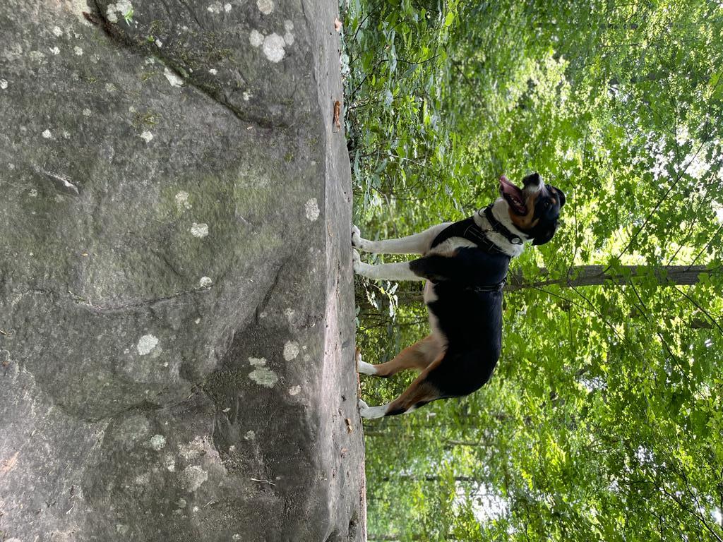 Service chien 91 entre particuliers