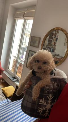 Service : chien Service : chien