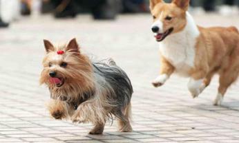 Service : chien Service : chien