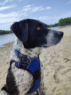 Service chien entre particuliers