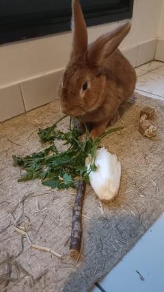 Service : garde lapin Service : garde lapin