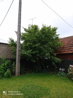 Louer mon élagueuse