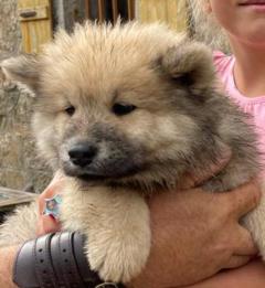 Service : chien Service : chien