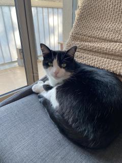 Demander ce catsitter