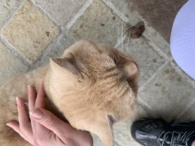 Demander ce catsitter