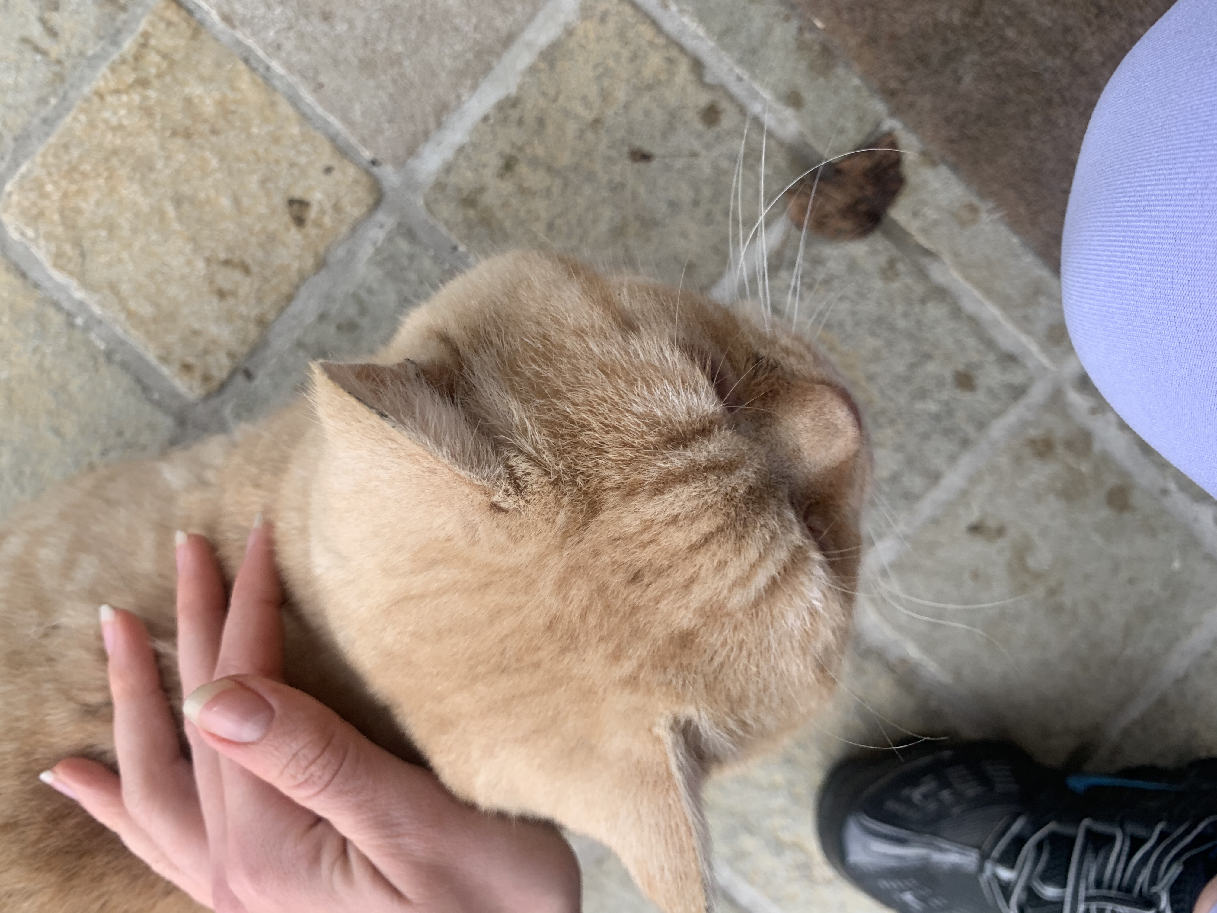 Service chat 78 entre particuliers