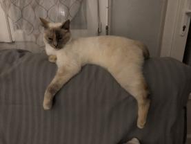 Service : chat Service : chat