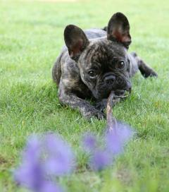 Service garde animaux entre particuliers