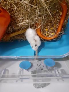 Service : rongeur Service : rongeur