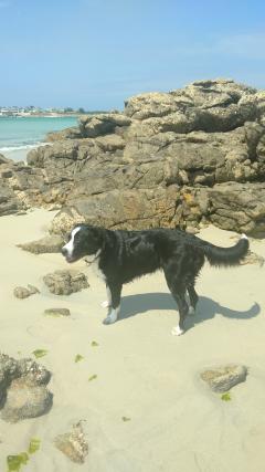 Service : chien Service : chien