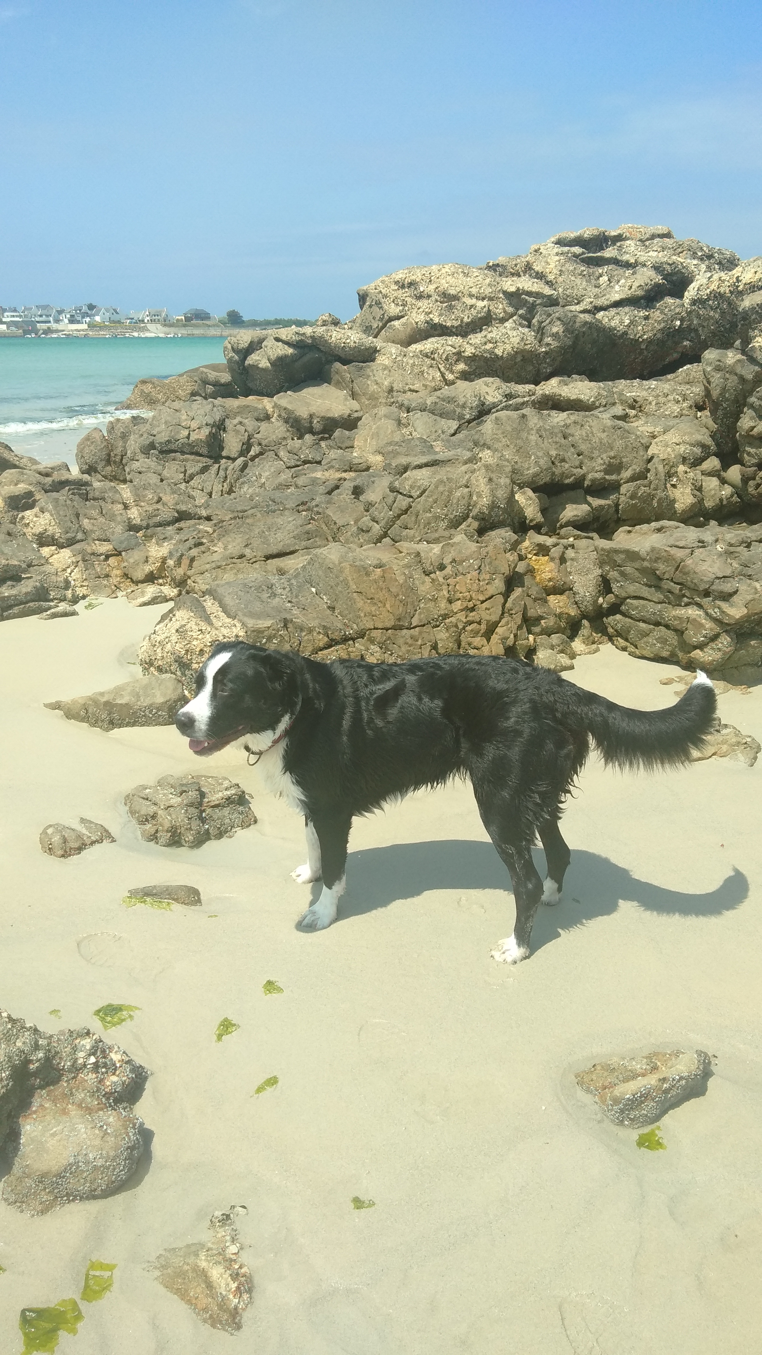 Service chien 29 entre particuliers