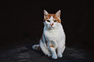 Service : chat Service : chat