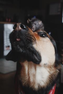 Service : garde animaux Service : garde animaux