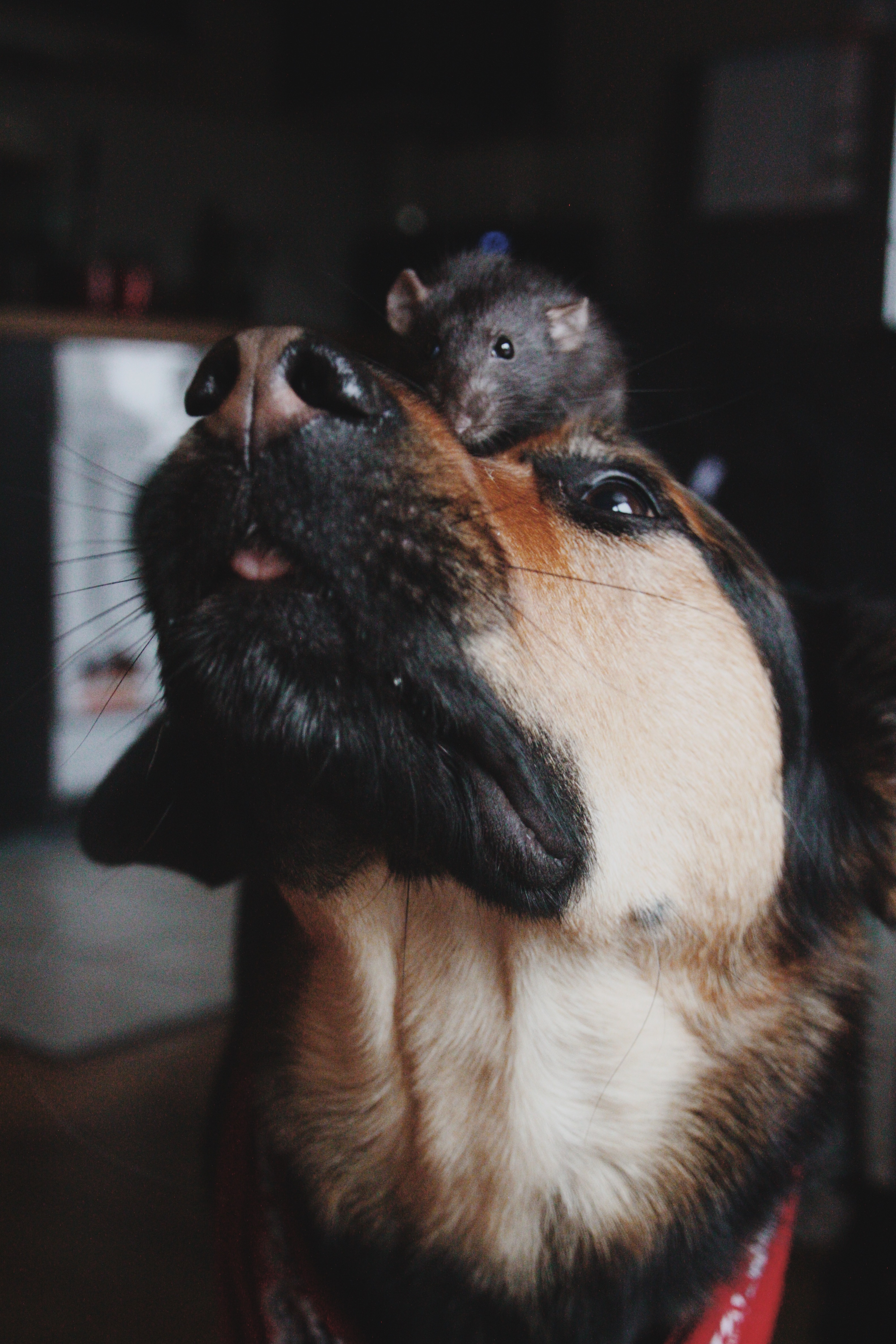 Service garde animaux 37 entre particuliers