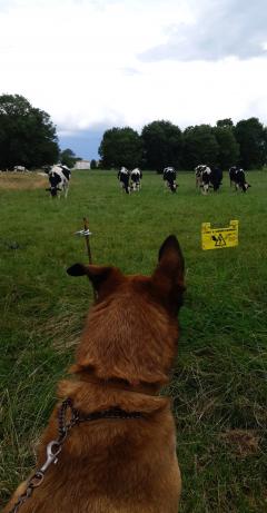 Service : promeneur chien Service : promeneur chien