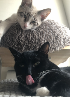 Demander ce petsitter