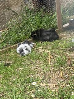 Service : rongeur Service : rongeur