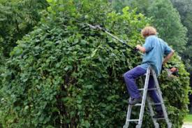 Service elagage 06 entre particuliers