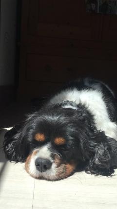 Service garde de chien Service garde de chien