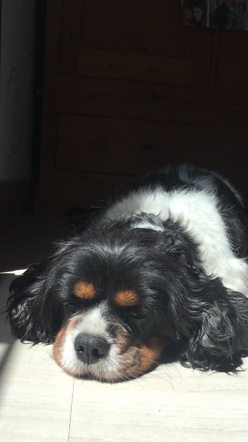 Service chien 69 entre particuliers