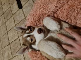 Service : garde animaux Service : garde animaux