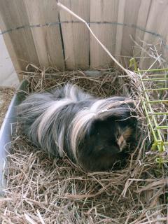 Service garde lapin entre particuliers