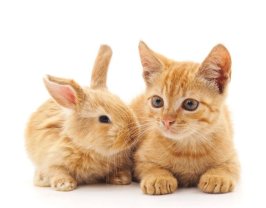 Service : garde animaux