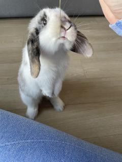 Service : garde animaux Service : garde animaux