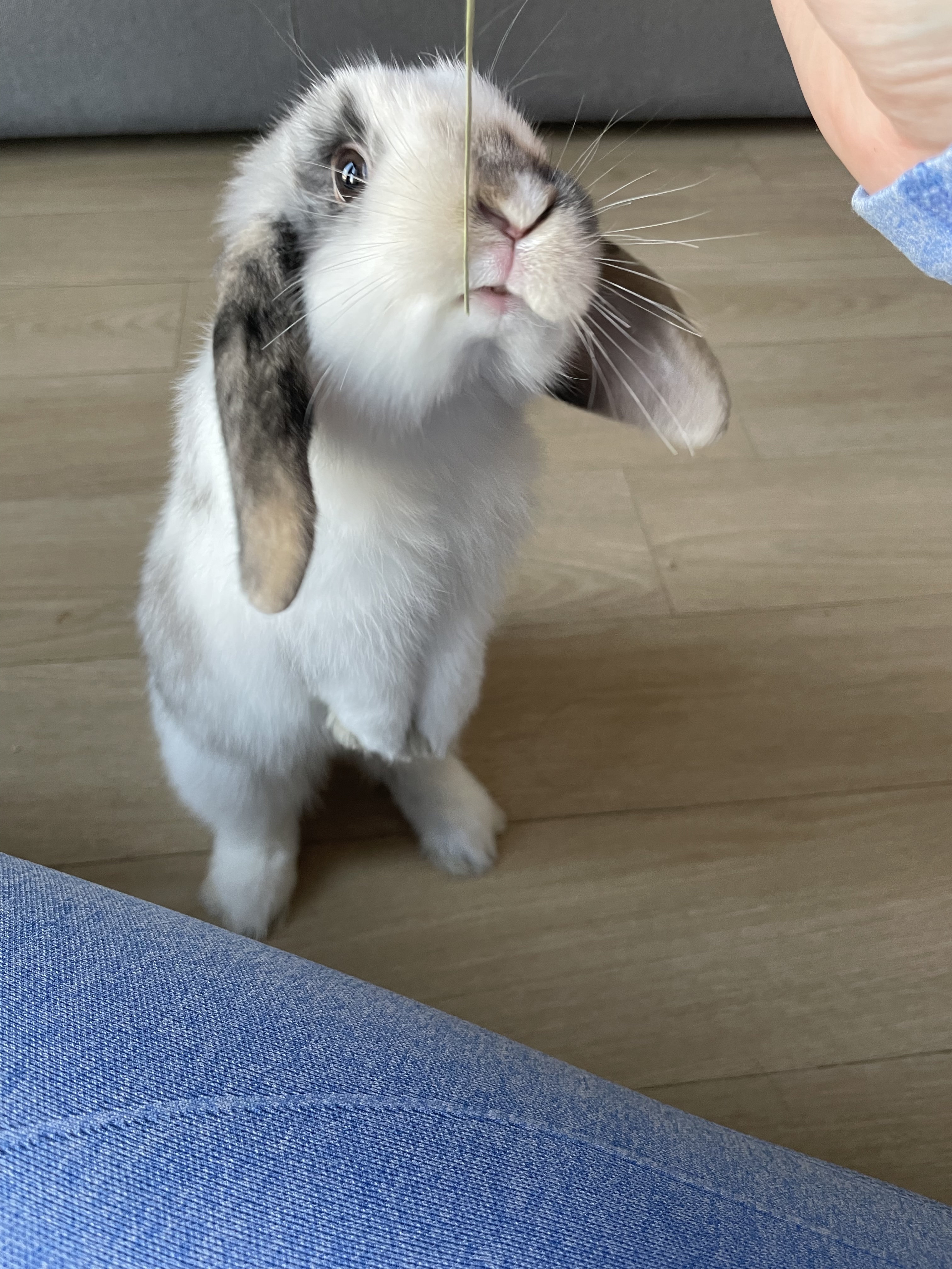 Service garde animaux 92 entre particuliers