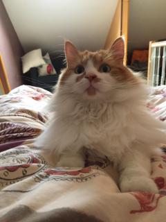 Demander ce catsitter