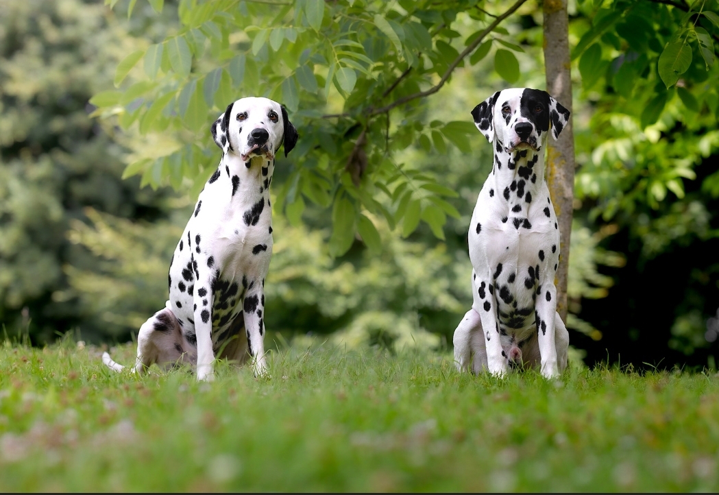 Service chien 66 entre particuliers