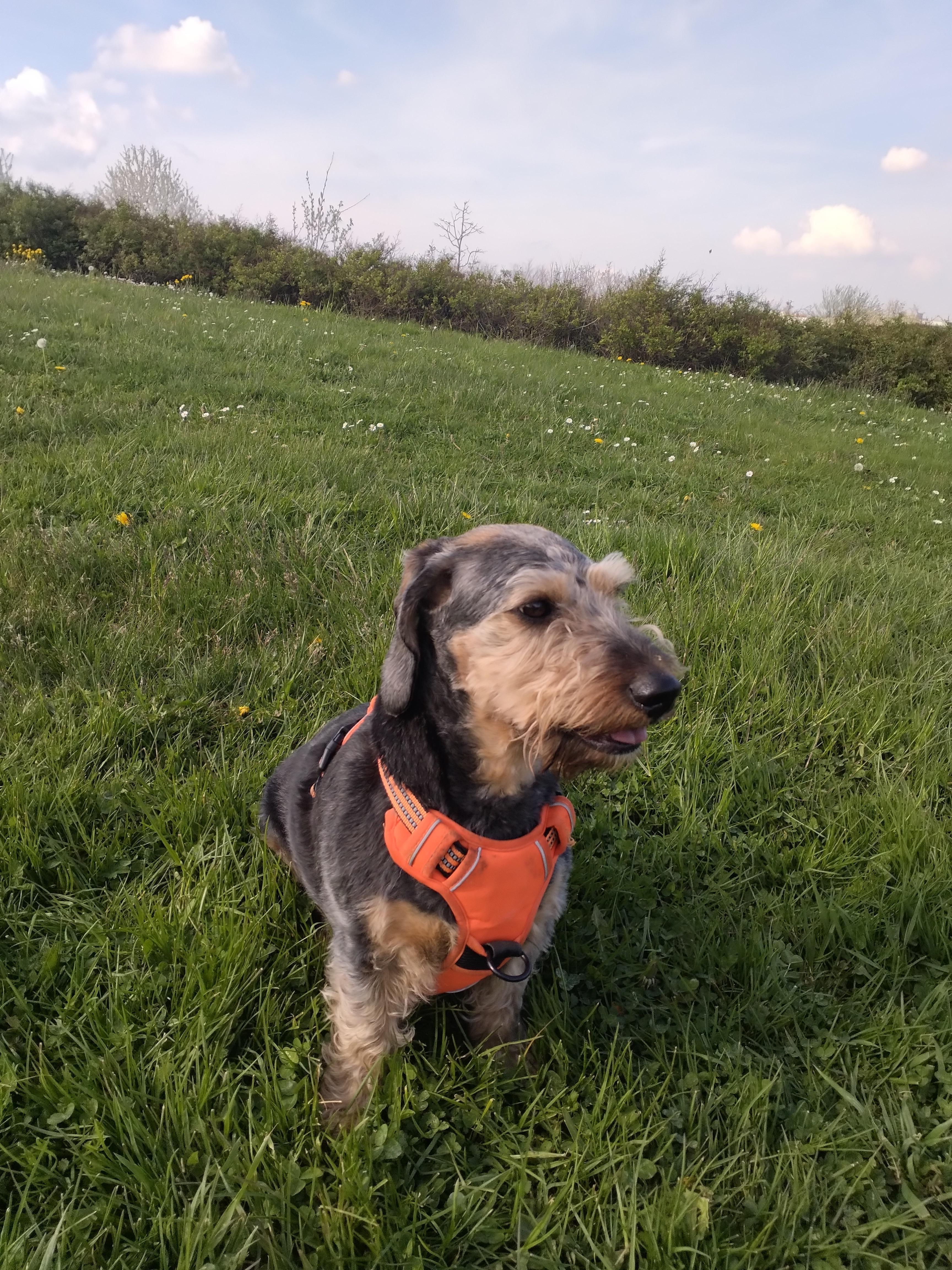 Service chien 51 entre particuliers