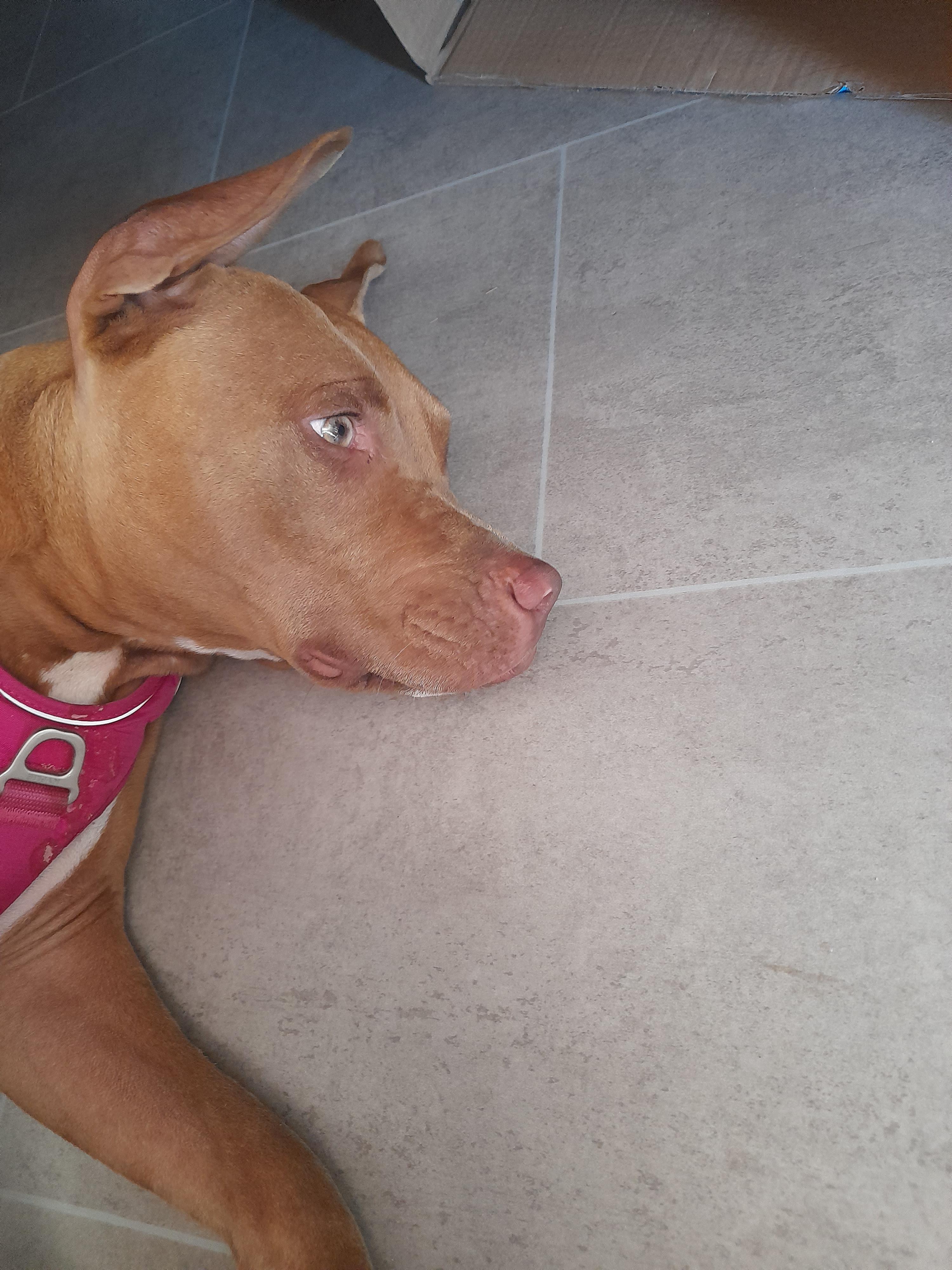 Service chien 85 entre particuliers