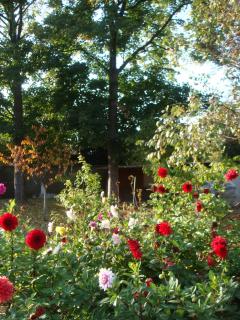 Service : entretien jardin Service : entretien jardin