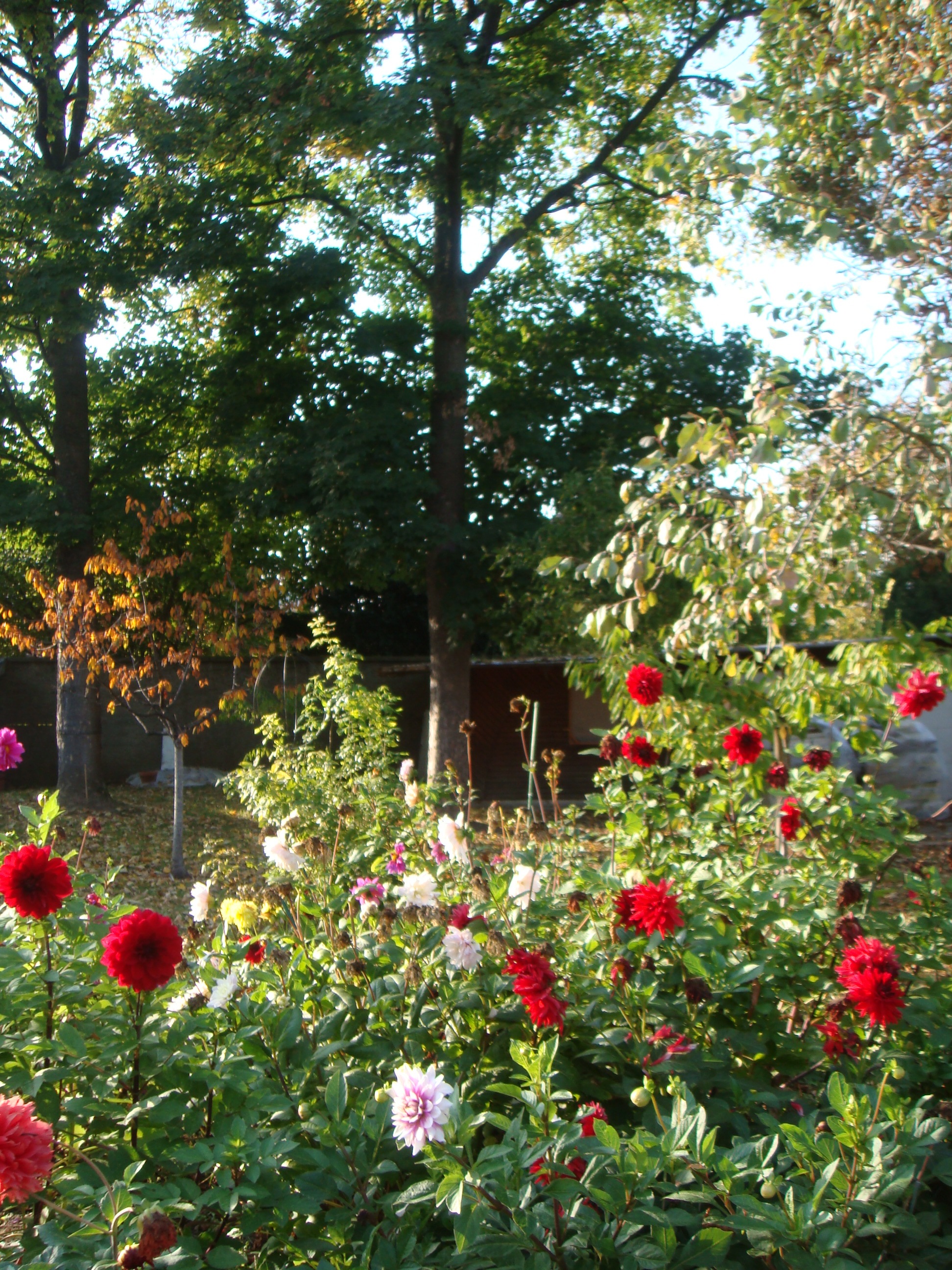 Service entretien jardin 95 entre particuliers